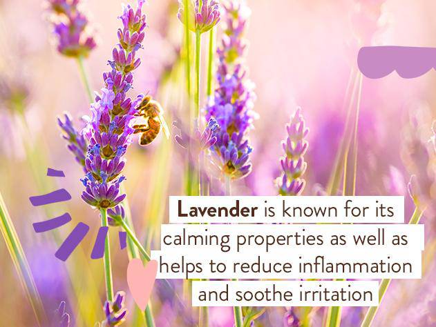 Calming Lavender Care Routine (Bubble Bath + Lotion) - Image 6
