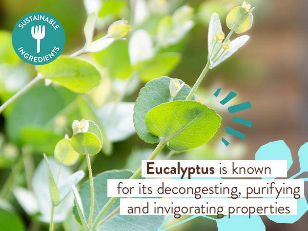 Eucalyptus Body Care Set  (Bubble Bath + Chest Rub) - Image 5
