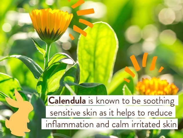 Moisturizing Oat & Calendula Body Lotion - Image 5